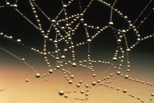 abstract close up cobweb connection