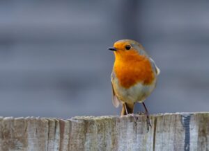 a robin on wooden fence